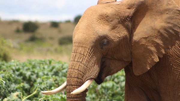 facts-about-the-elephant361DC189-EF17-8F1A-0714-E18A9B2B143F.jpg
