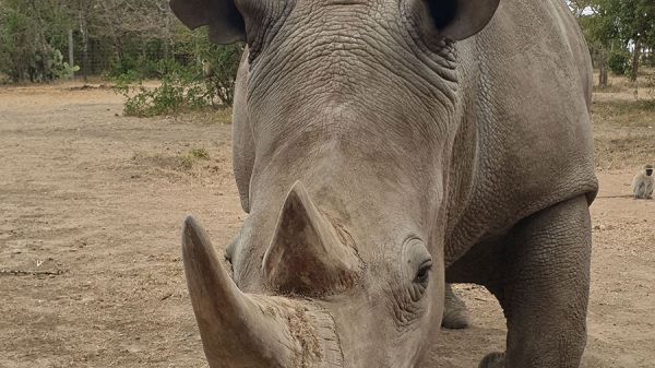 rhino1EFA027A6-4E95-24C4-9CB7-4BAE07A89D71.jpg