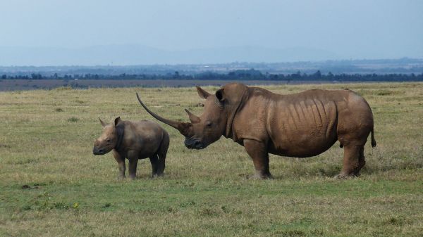rhino20319199-F25A-D317-2DBA-7713BC11CA91.jpg