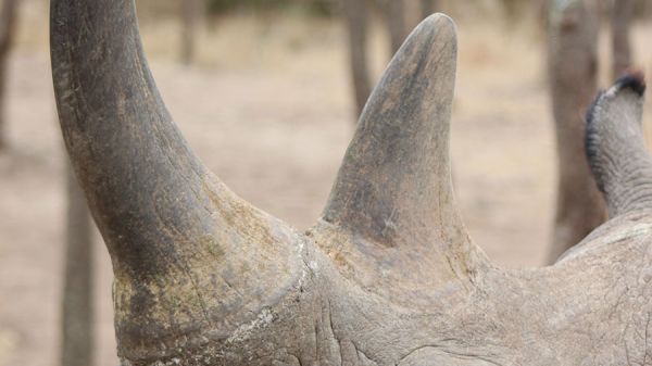 rhino2EEB4D7CE-7EF6-32D5-69DD-4A9FF76B8265.jpg