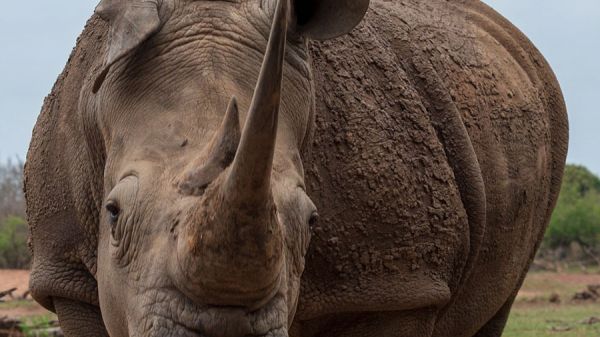 rhino30614C04C-4221-4ADC-5E2A-FDED3C6D80FA.jpg