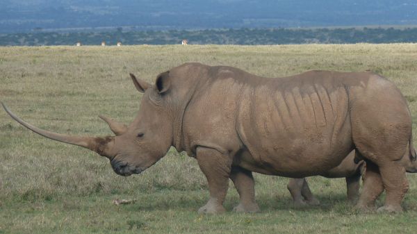rhino4B2EBBDF0-773C-95B5-9929-B89B25F42F7A.jpg