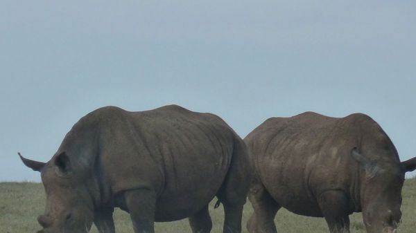 rhino53E156A5A-A8BC-7F98-43F8-EF9E57110893.jpg