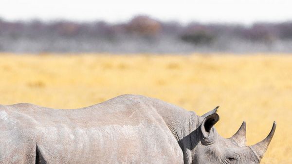 rhino622A106A4-F1AA-AABC-A45A-6E28D54436A0.jpg