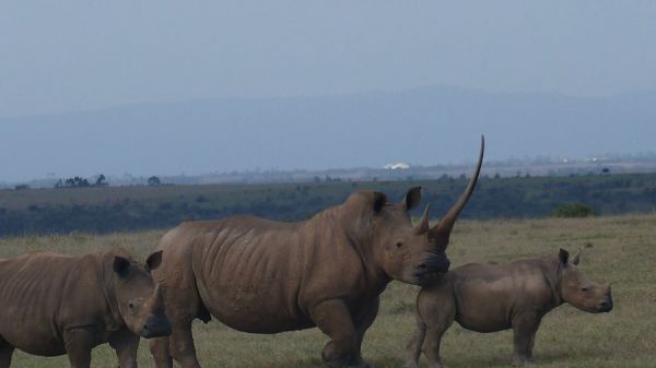 rhino7ACEA2042-7B2B-325C-7944-42BF7C48FC5F.jpg