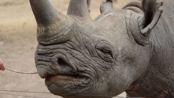 rhino8A81F89B4-F22D-7F5D-DE9B-B5A556D0C769.jpg