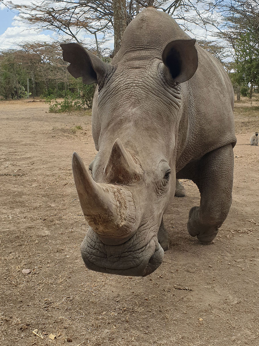 rhino1