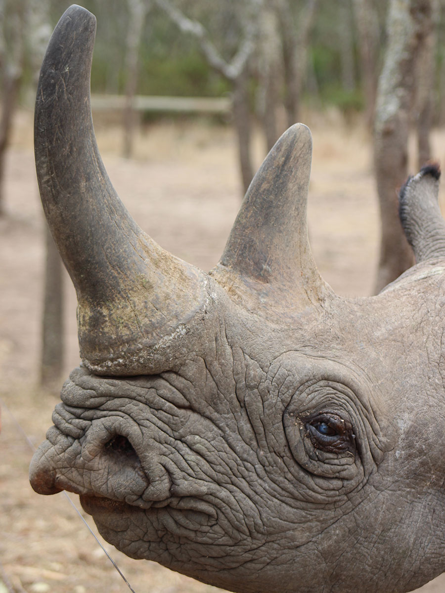 rhino2