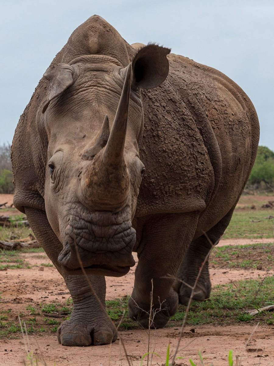 rhino3