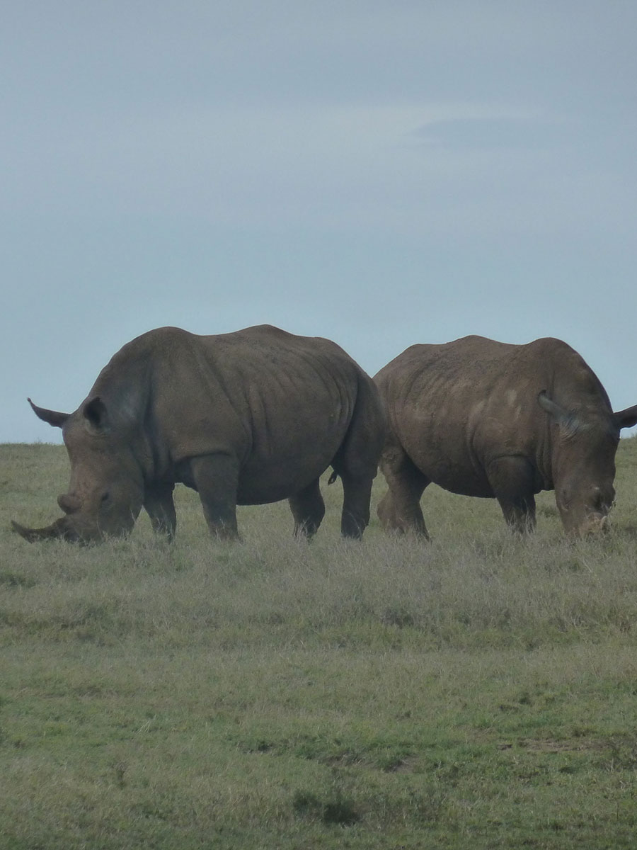 rhino5