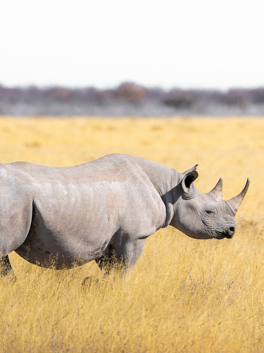 rhino6