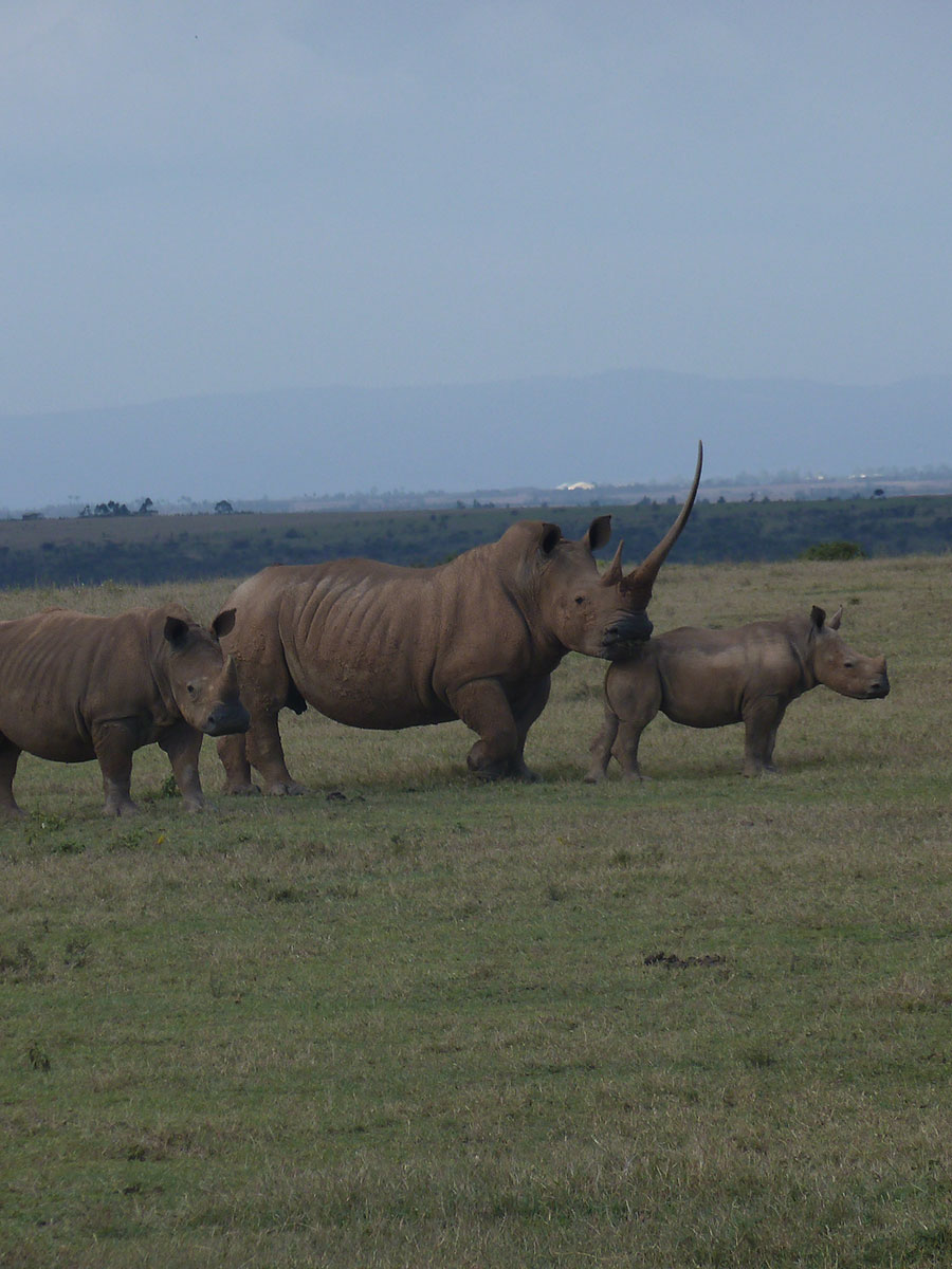 rhino7
